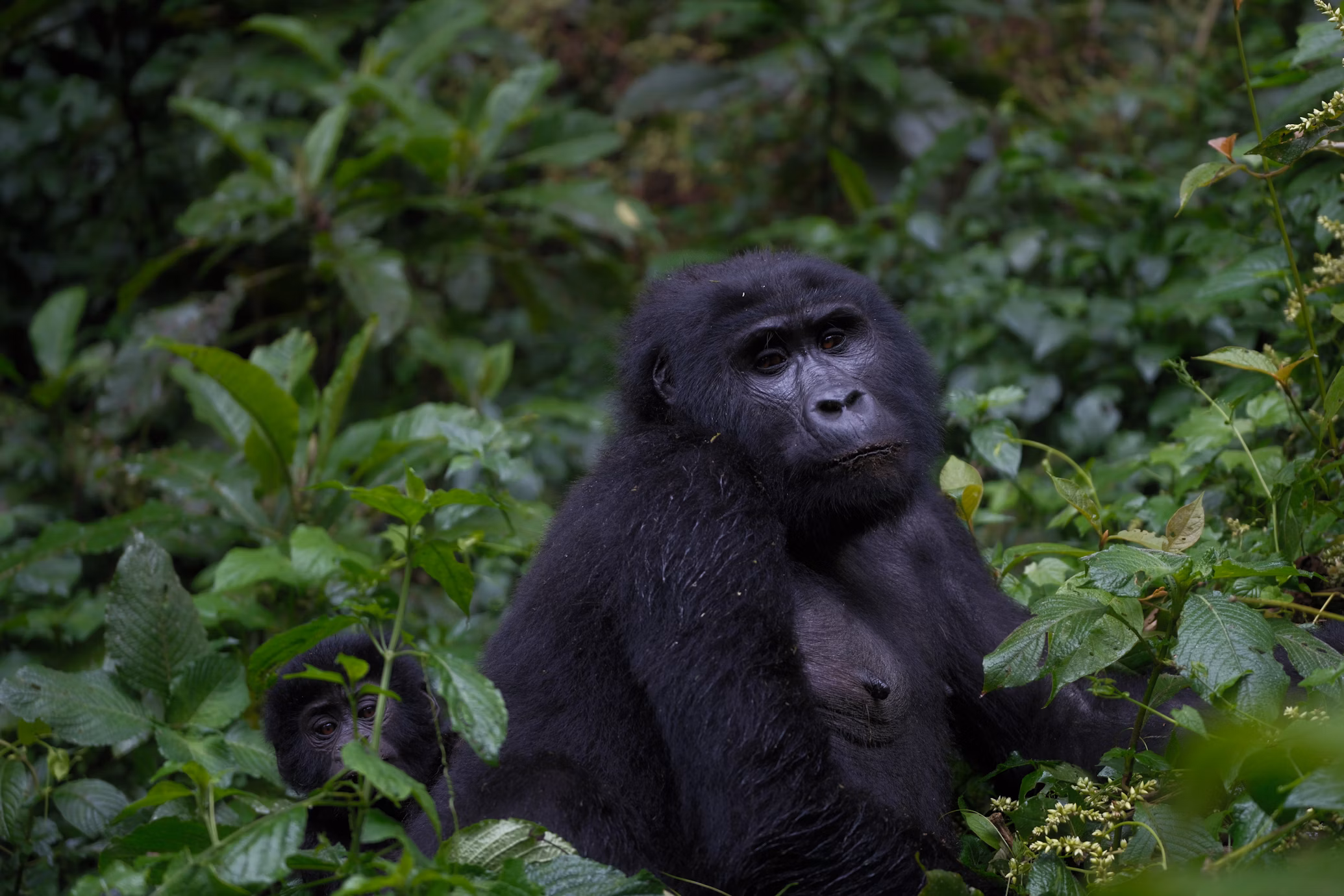 Gorilla Trekking Safari