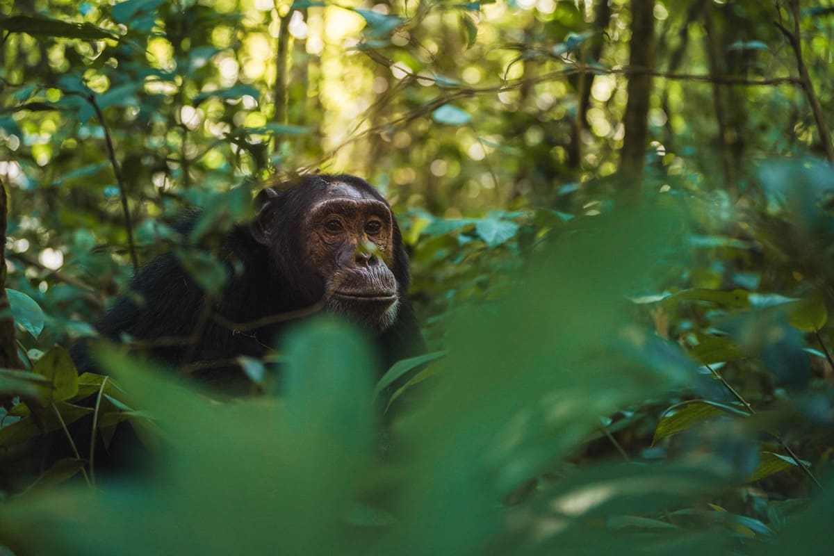 Chimpanzee Tracking Safari