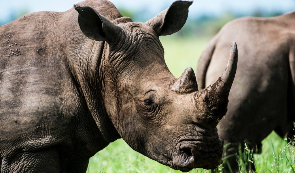 Ziwa Rhino Tracking