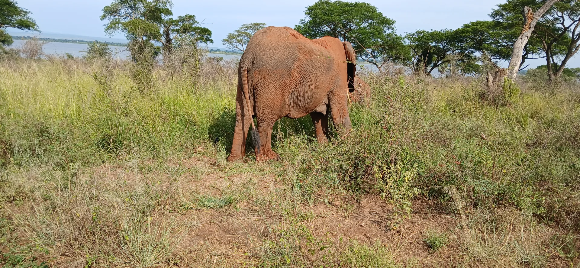 Luxury Uganda safari experience