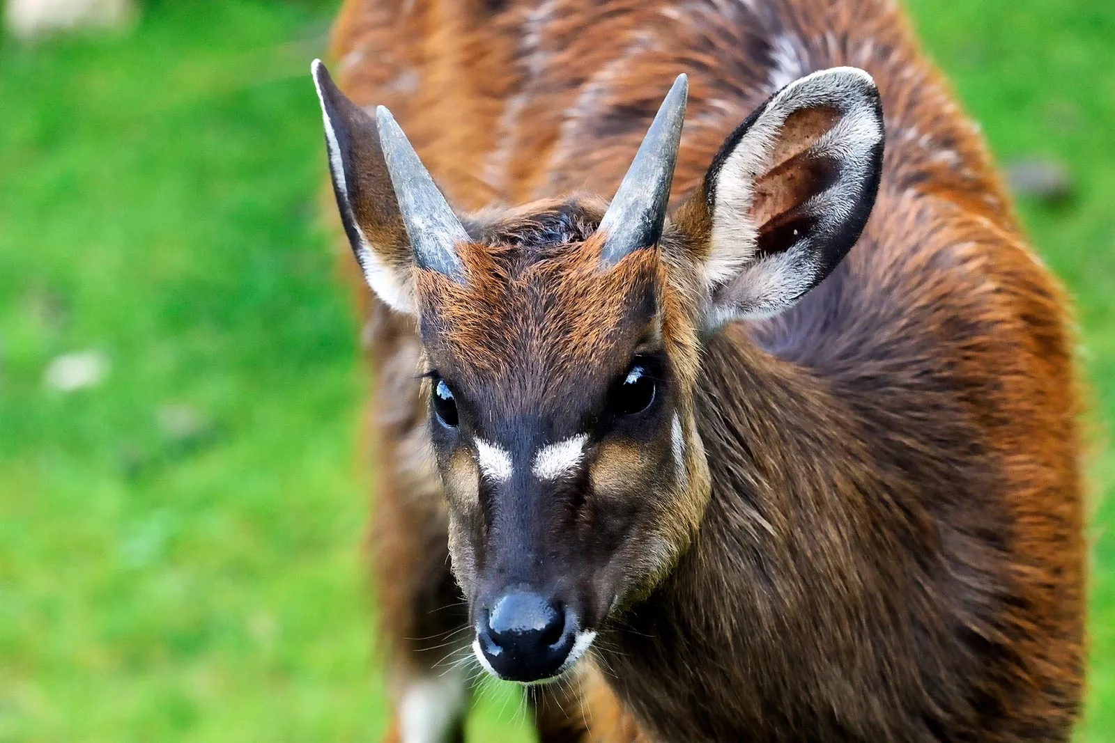 The sitatunga, a rare and majestic antelope