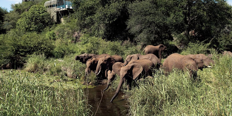 Chimpanzees & Wilderness Safari