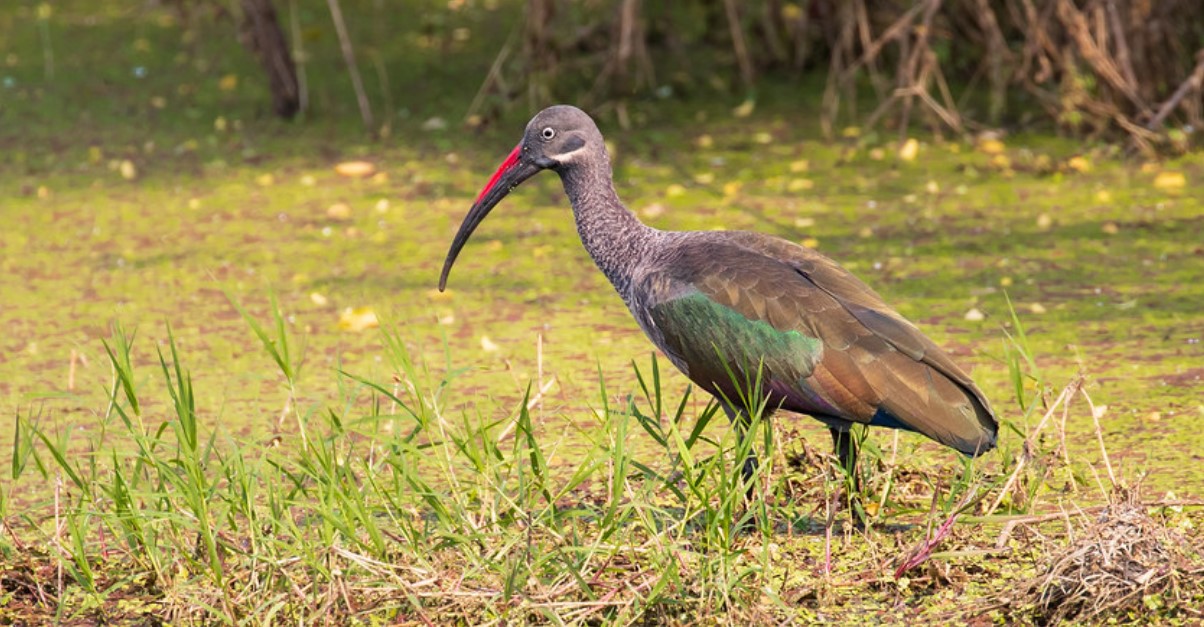 Ultimate Uganda National Parks Adventure