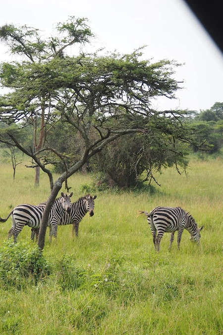 Lake Mburo National Park