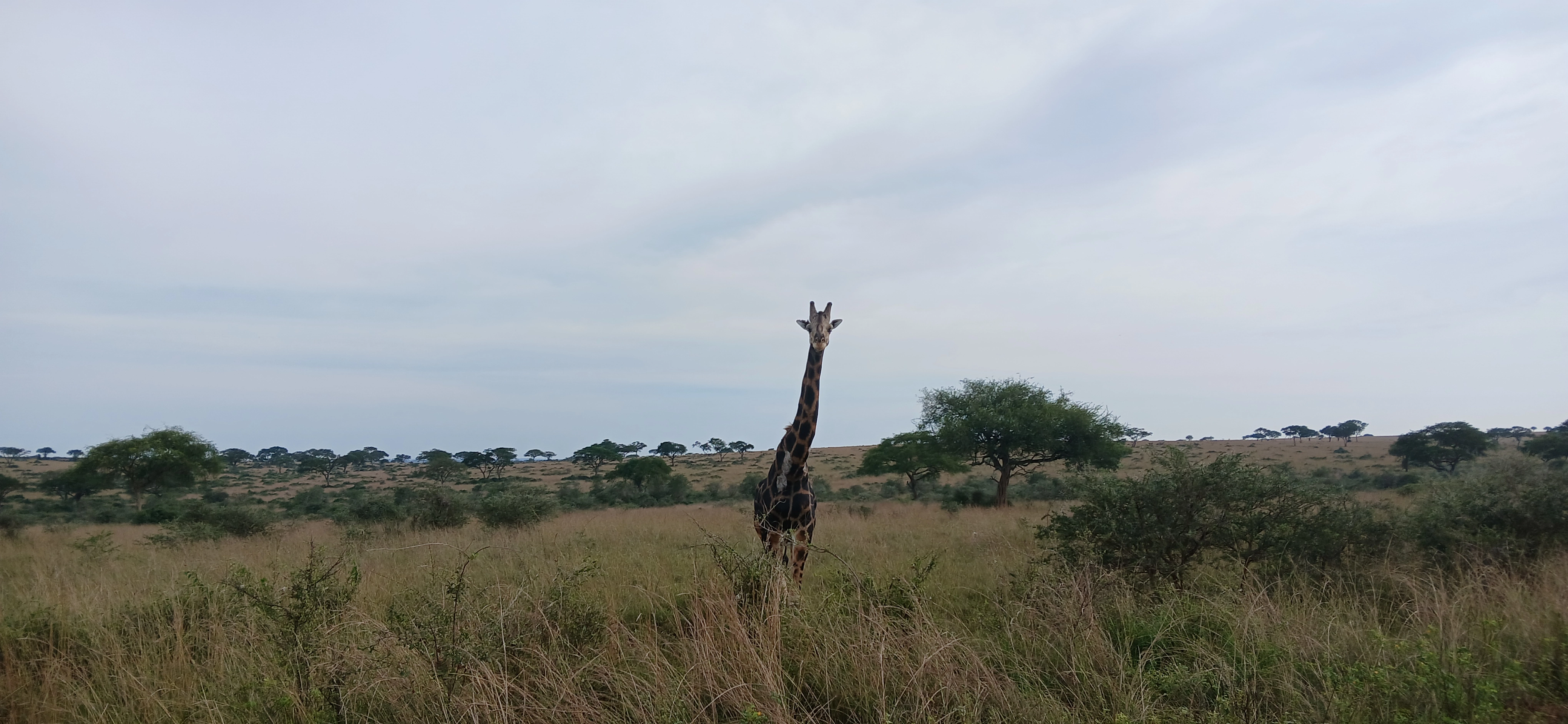 Giraffe in Murchison Falls National Park