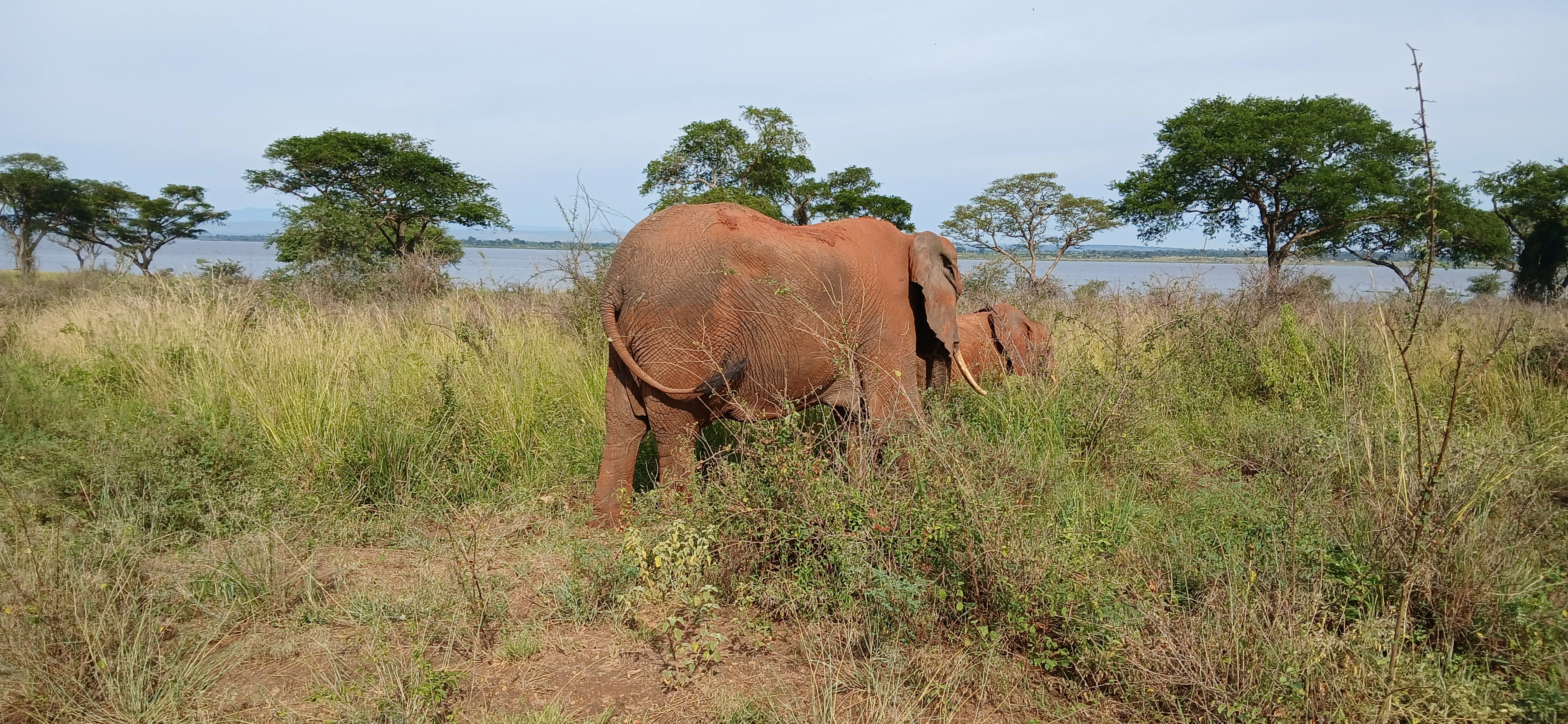 Elephant in Murchison Falls National Park
