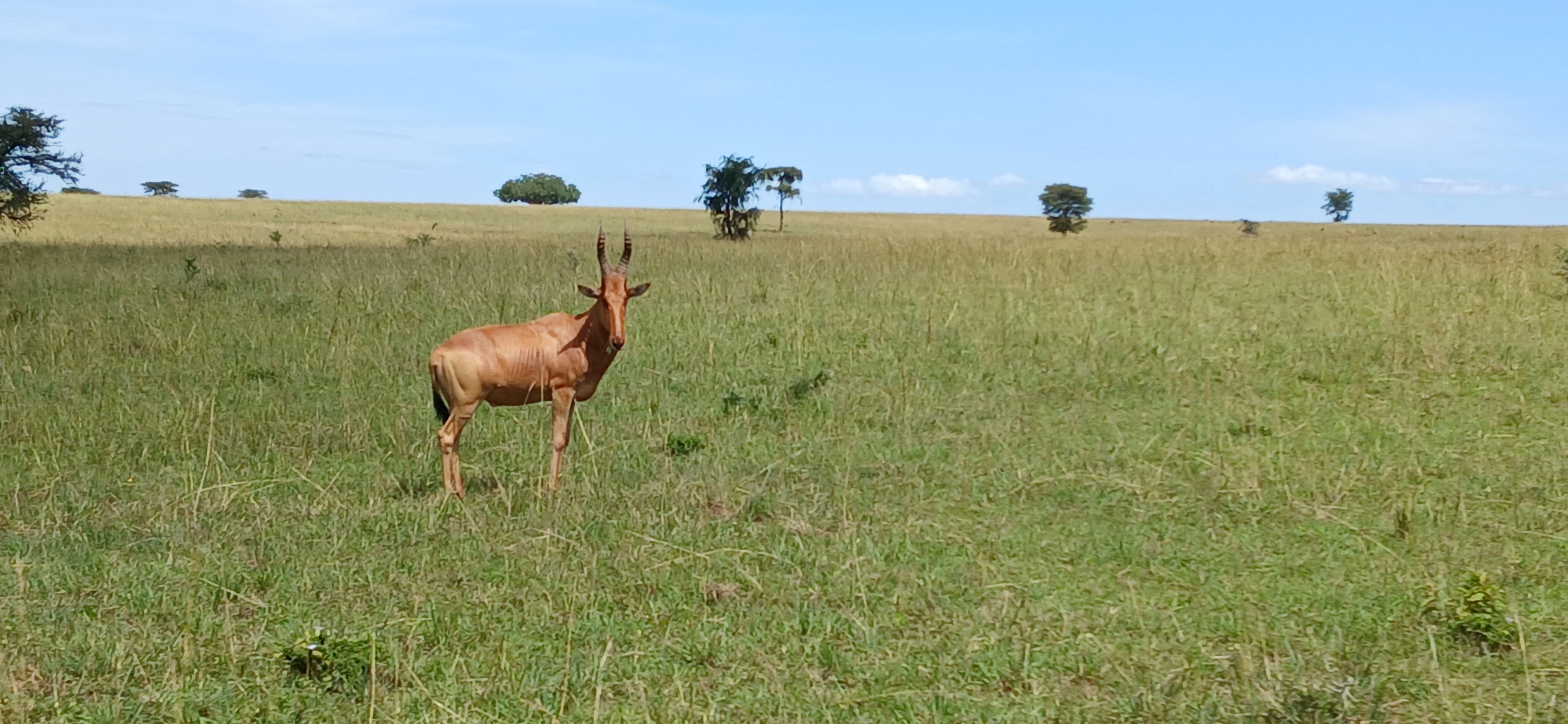 Wilderbeest in Kidepo Valley National Park