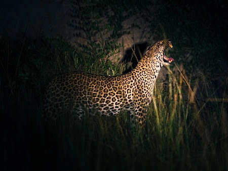 Leopard in Lake Mburo National Park