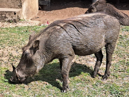 Warthog in Lake Mburo National Park