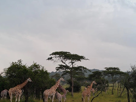 Giraffes in Murchison Falls National Park