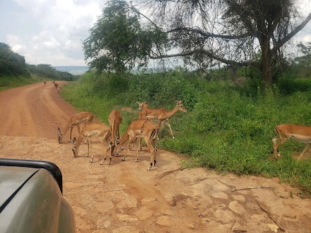 Uganda Kob in Lake Mburo National Park