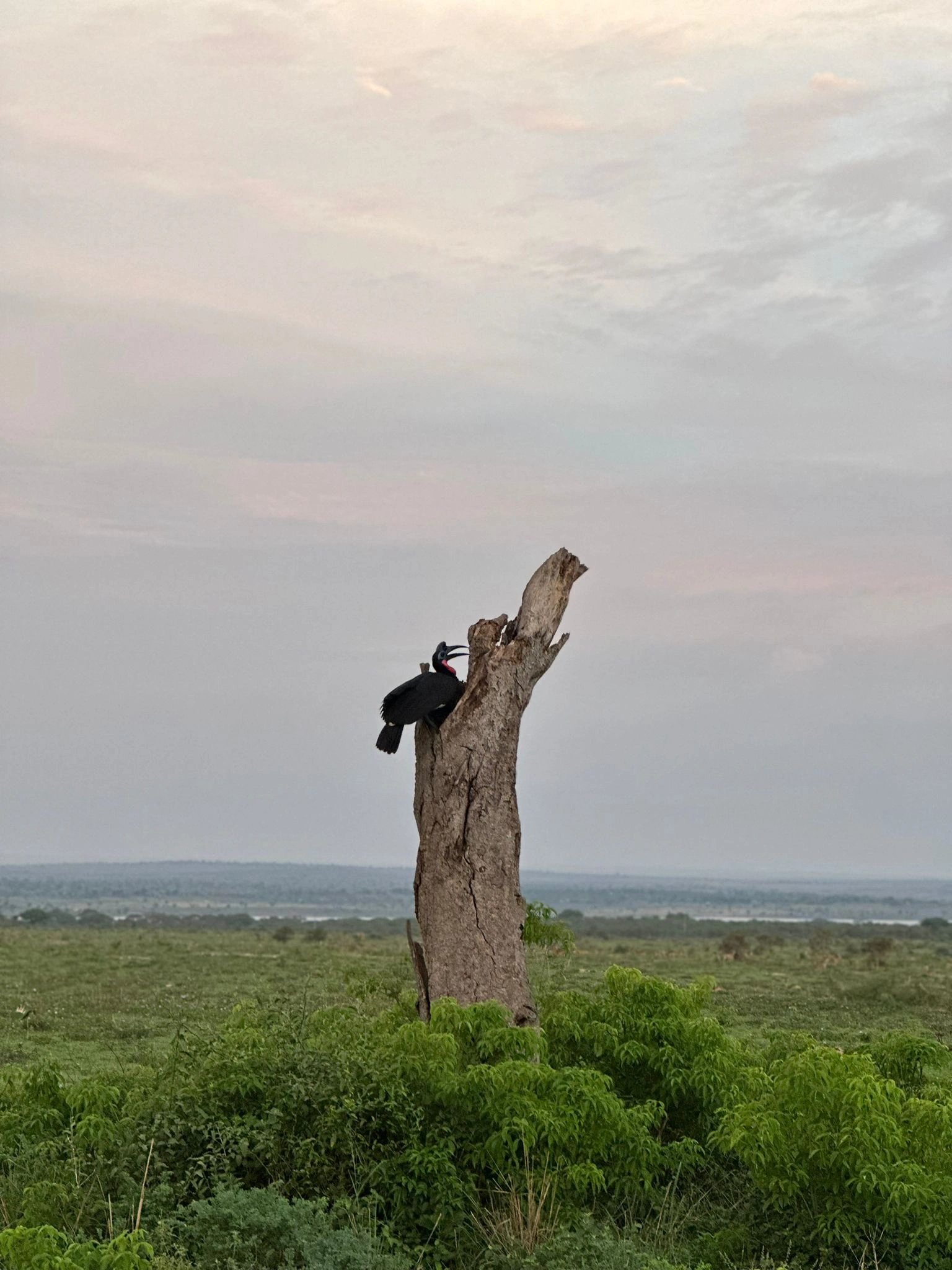 Uganda Safari Moment