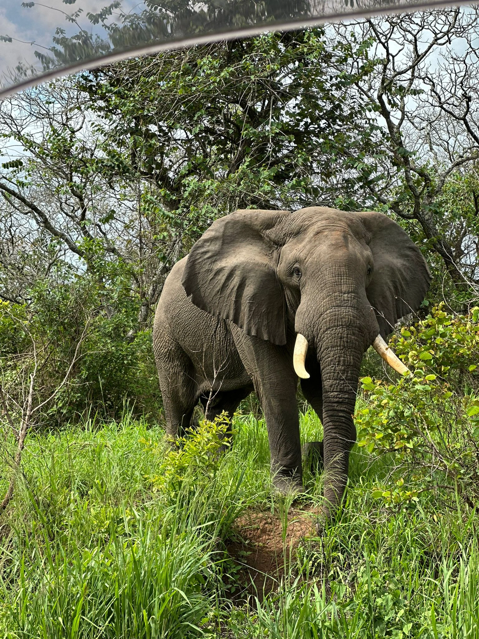Uganda Safari Moment