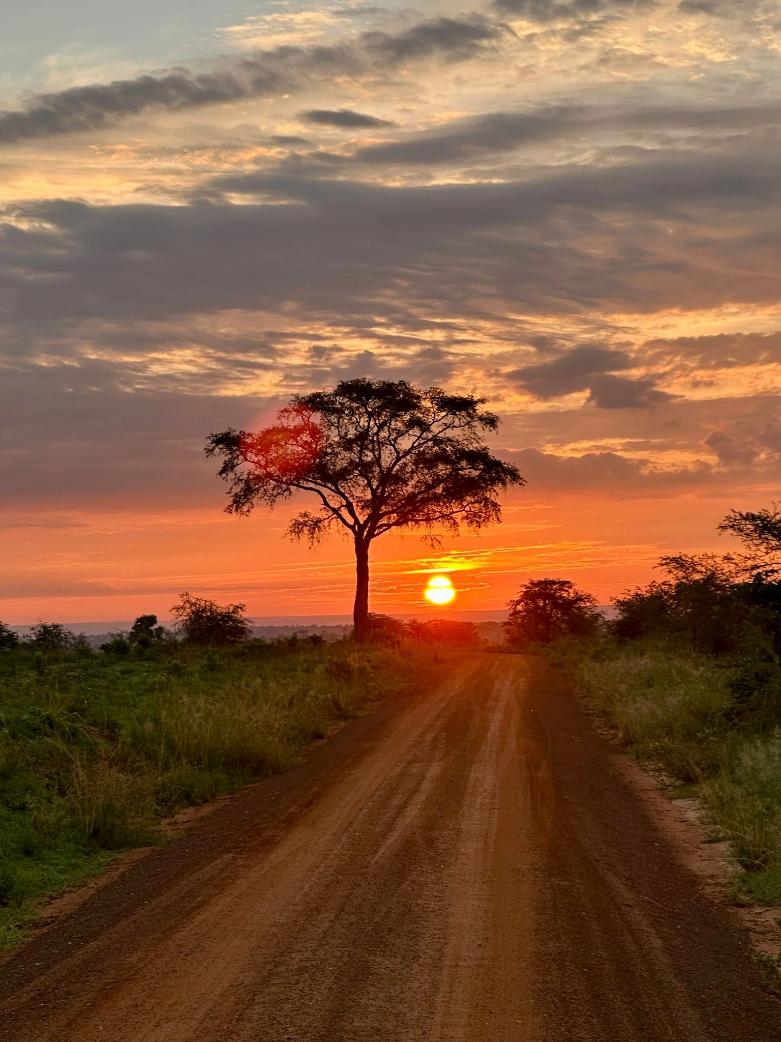 Uganda Safari Moment