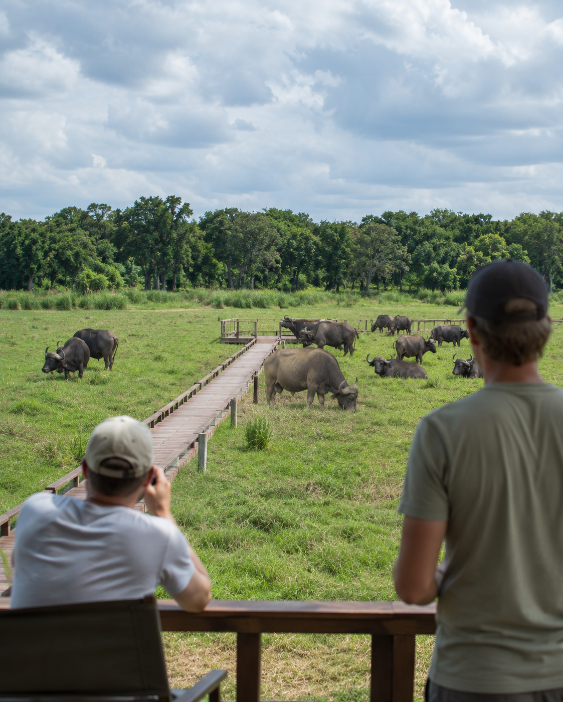 Guests observe a herd of African buffalo grazing in an open grassland from a safari lodge viewing deck in Uganda.
