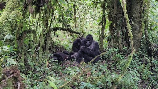 4 Days Gorilla Trekking Escape