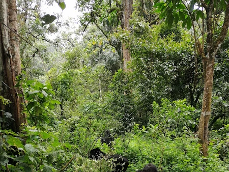 4 Days Gorilla Trekking Escape