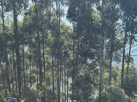 4 Days Gorilla Trekking Escape