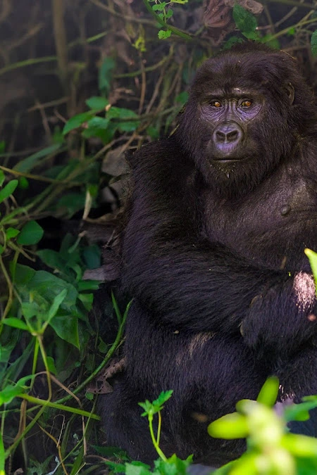 4 Days Gorilla Trekking Escape