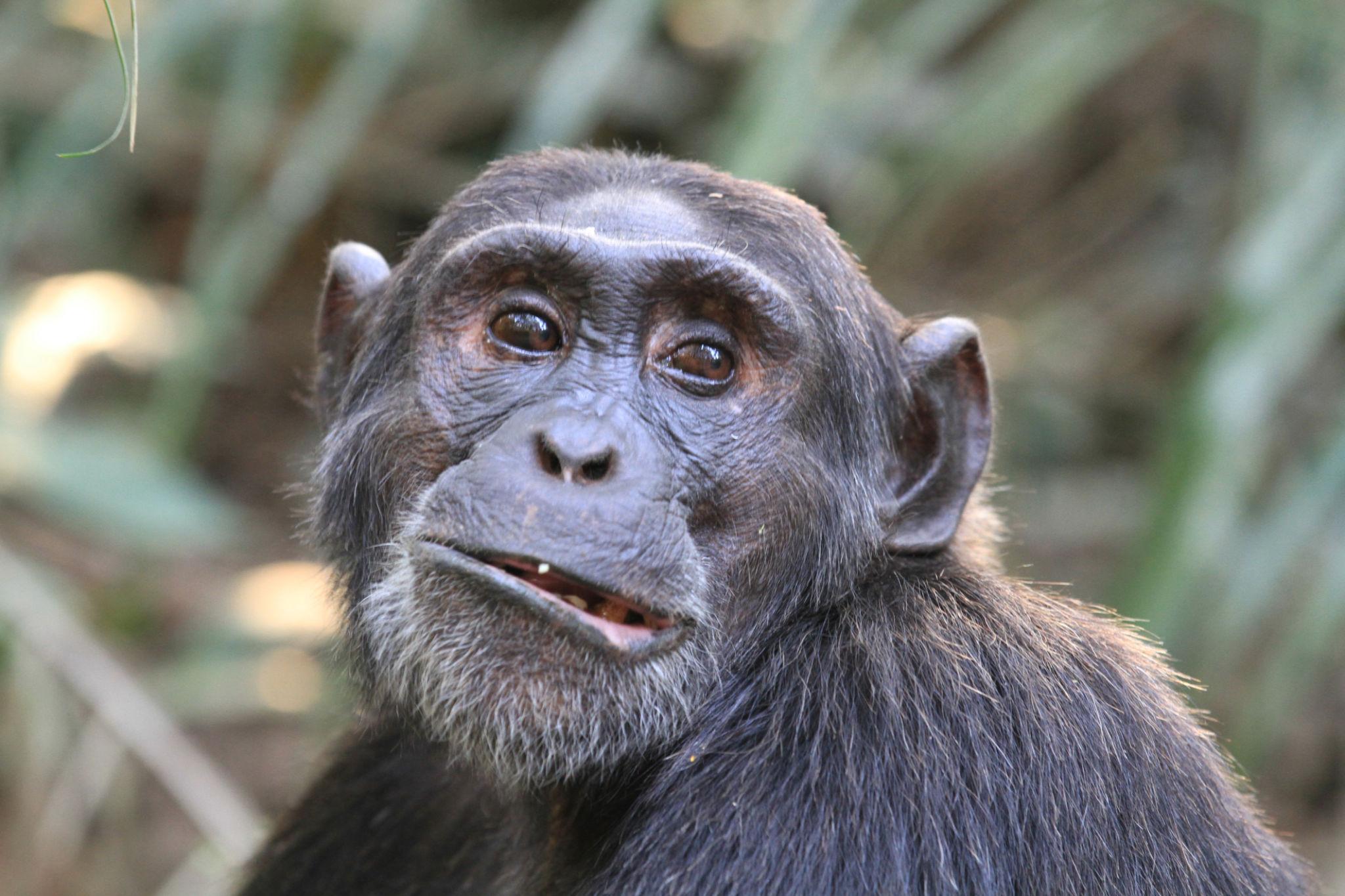 7 Days Uganda Primates and Wildlife Safari