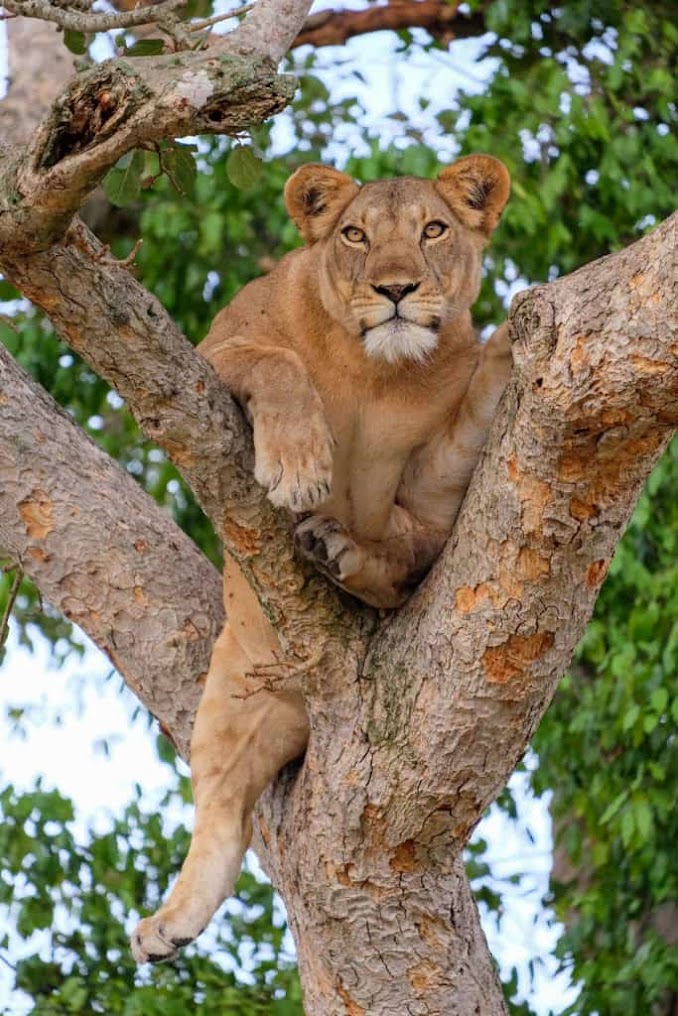 7 Days Uganda Primates and Wildlife Safari