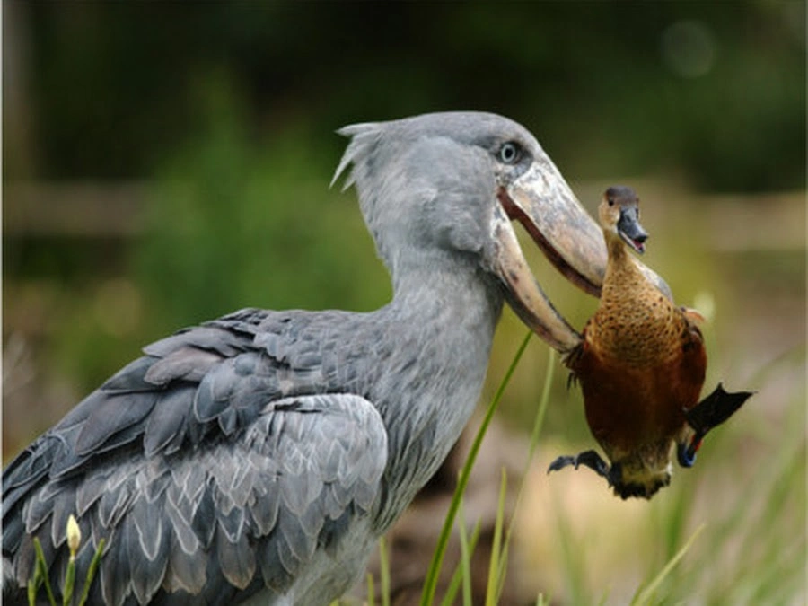 14 Days Ugandan Bird Watching and Wildlife Safari