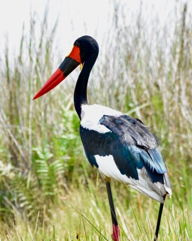 14 Days Ugandan Bird Watching and Wildlife Safari