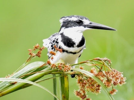 14 Days Ugandan Bird Watching and Wildlife Safari