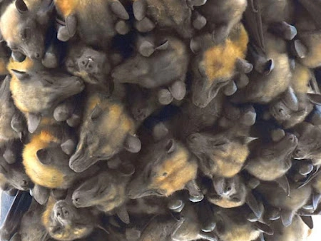 14 Days Ugandan Bird Watching and Wildlife Safari