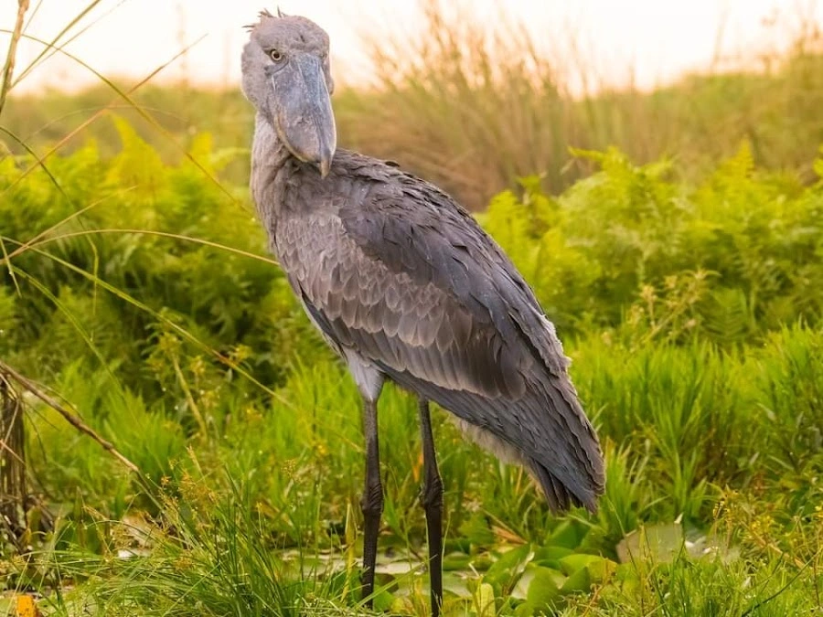 14 Days Ugandan Bird Watching and Wildlife Safari