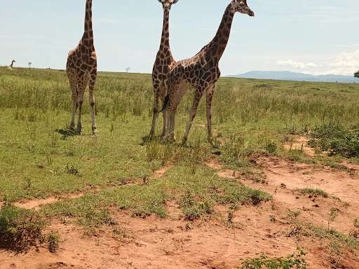 4 Days Murchison Falls Safari with Rhinos