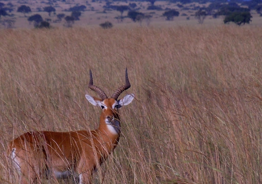 4 Days Murchison Falls Safari with Rhinos