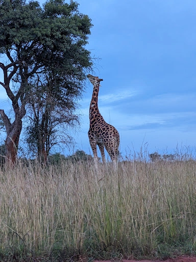 4 Days Murchison Falls Safari with Rhinos