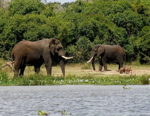 4 Days Murchison Falls Safari with Rhinos