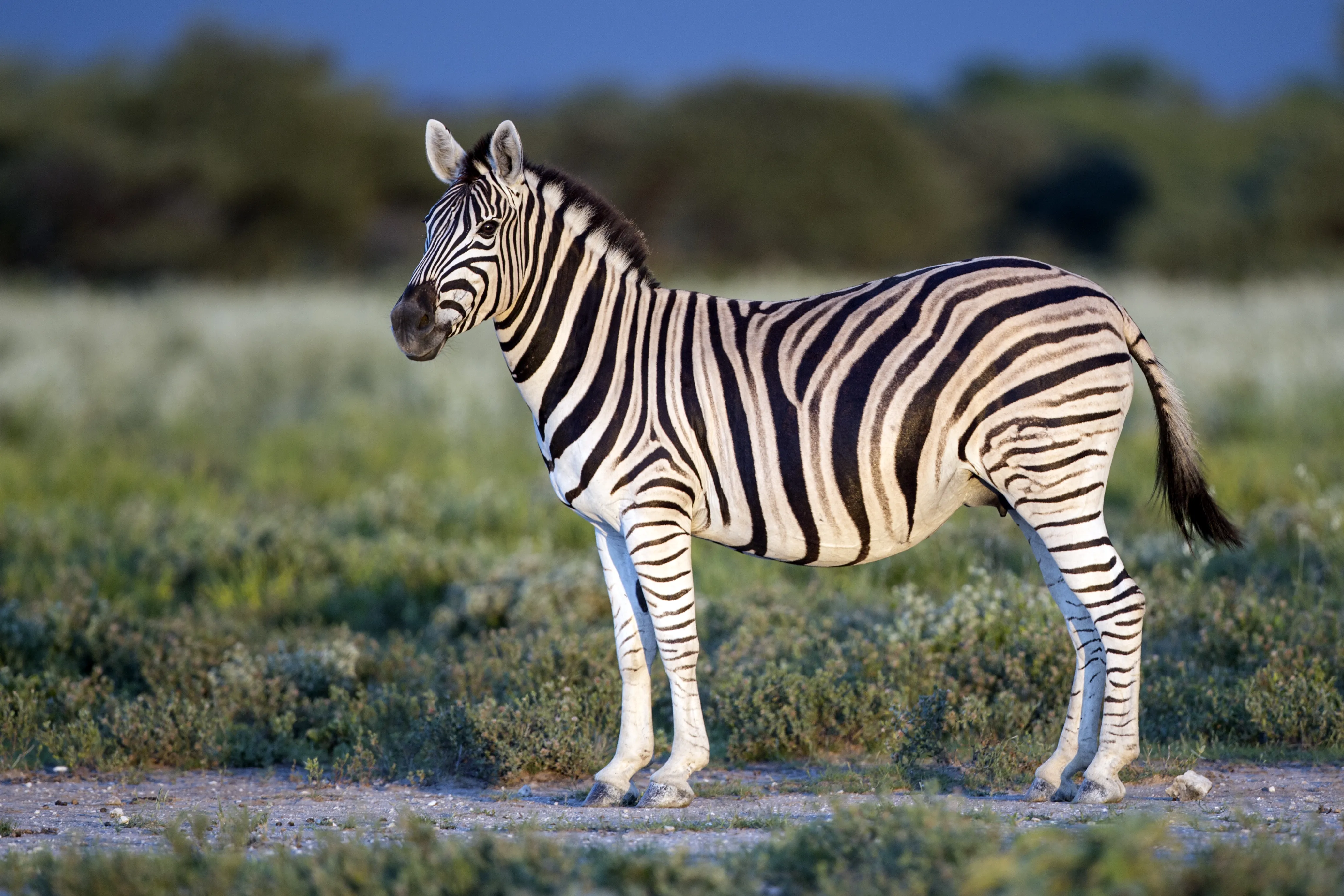 5-Day Uganda Gorilla Trekking and Lake Mburo Safari Experience