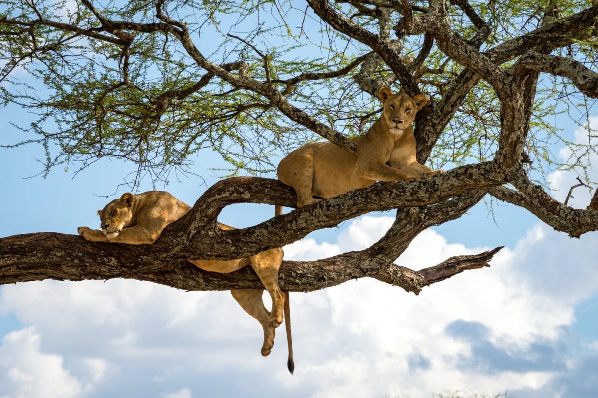 The Ultimate Uganda National Parks Grand Circuit Safari