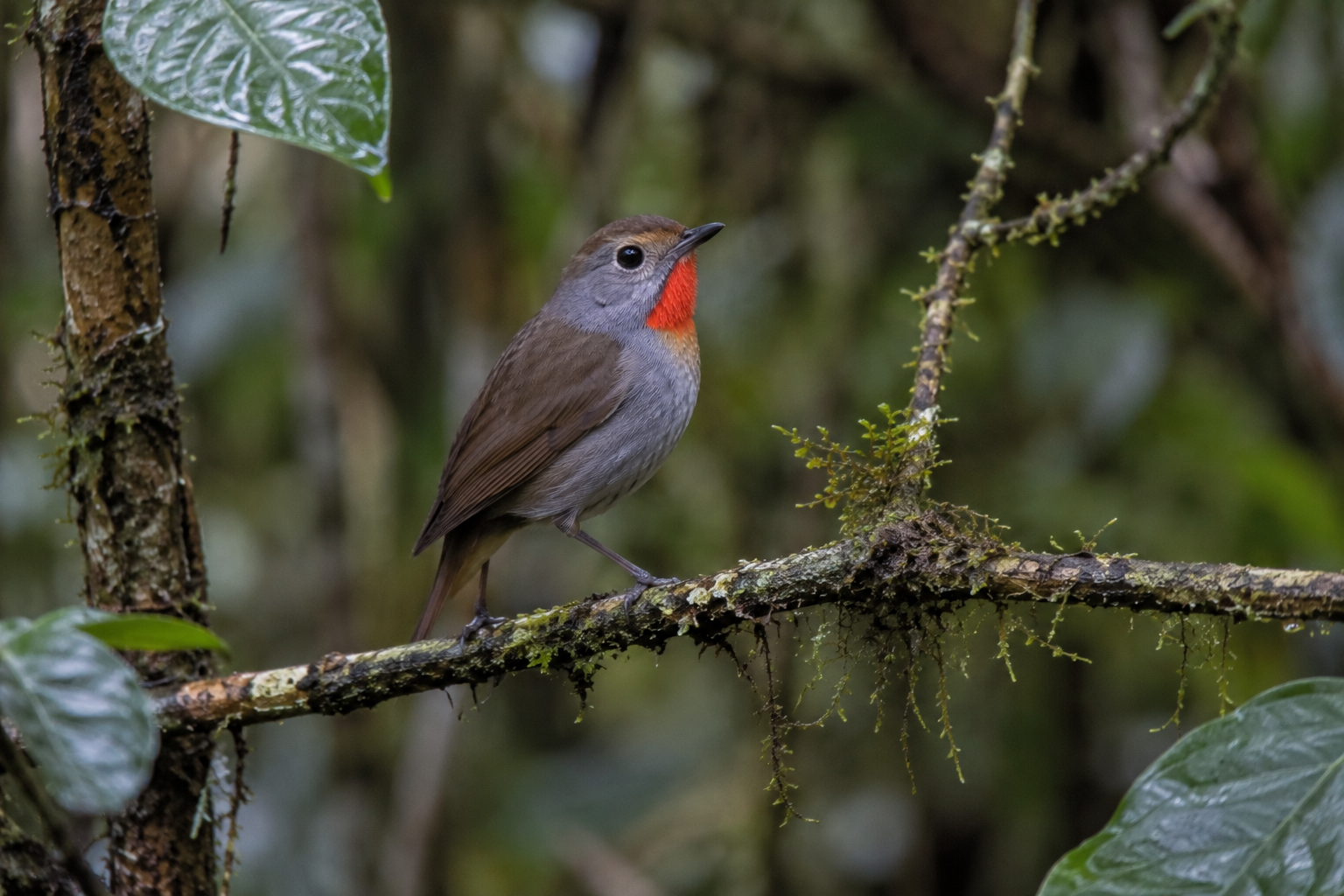 11 Days Uganda Birding Safari