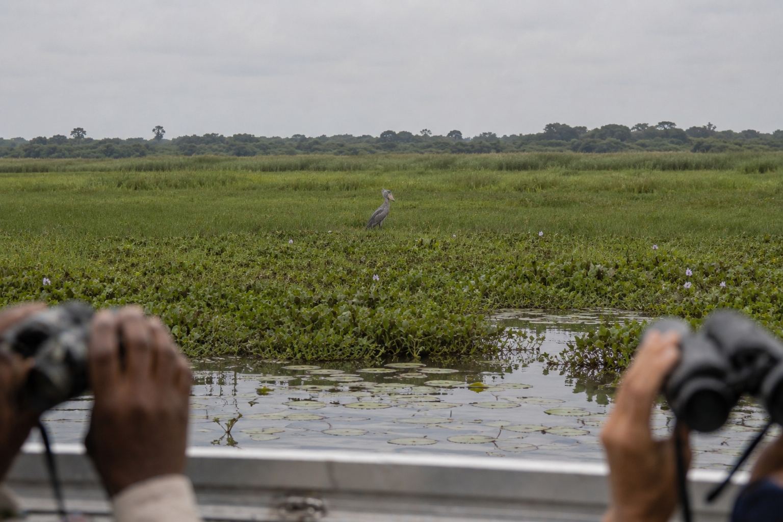 11 Days Uganda Birding Safari