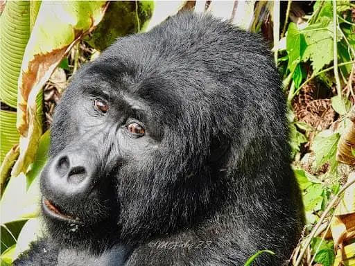 7-Day Uganda Gorilla, Chimpanzee & Wildlife Safari Uganda safari