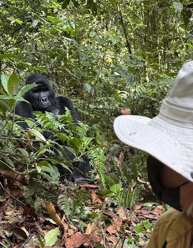 7-Day Uganda Gorilla, Chimpanzee & Wildlife Safari