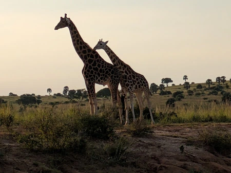 10-Day Uganda Gorillas, Chimps & Big Five Safari