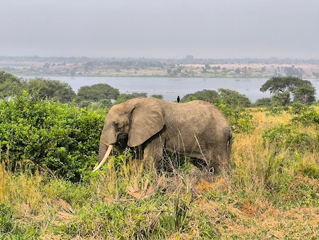 5-Day Queen Elizabeth & Bwindi Gorilla Safari