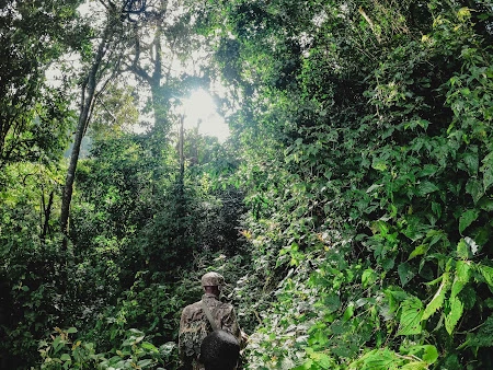 5-Day Uganda Gorilla & Chimpanzee Safari