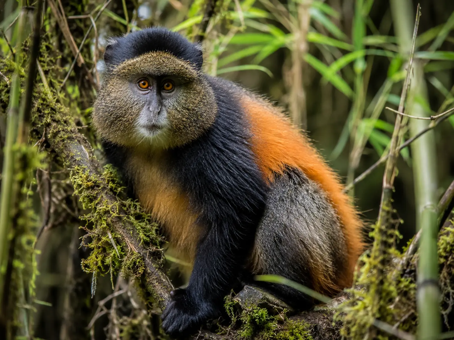 7-Day WIldlife, Gorilla, Golden Monkey and Lake Bunyonyi Safari