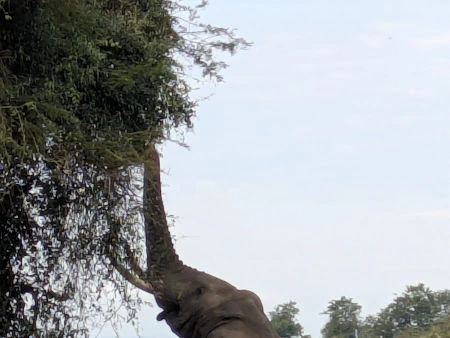 14-Day Western Uganda Safari