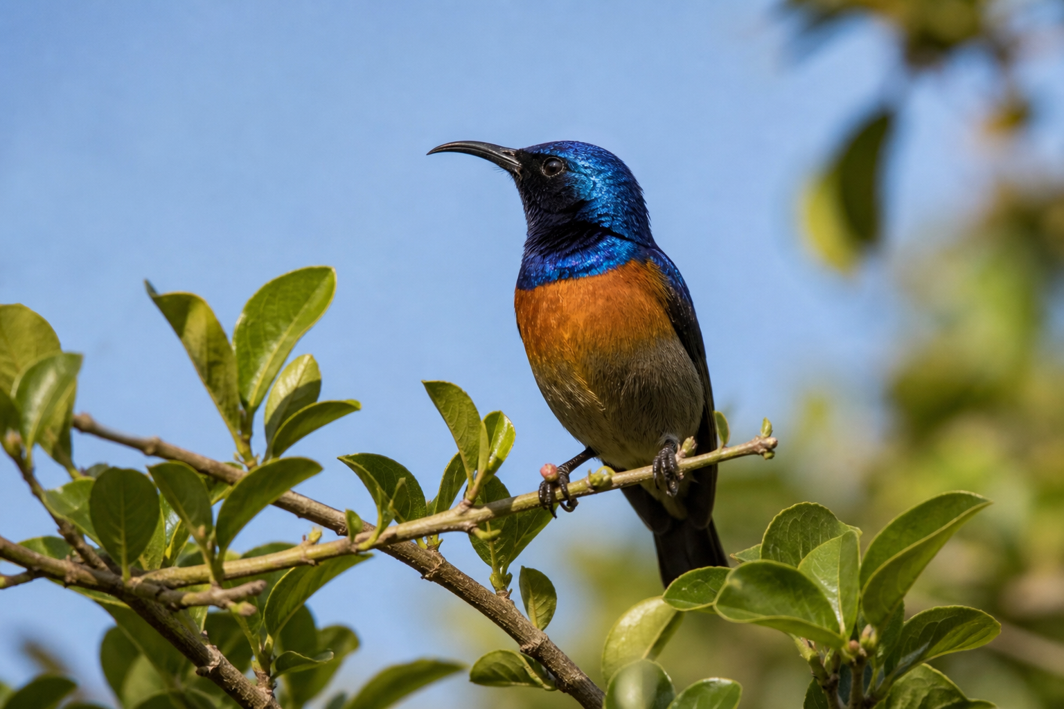 15-Day Uganda Shoebill and Albertine Rift Birding Safari