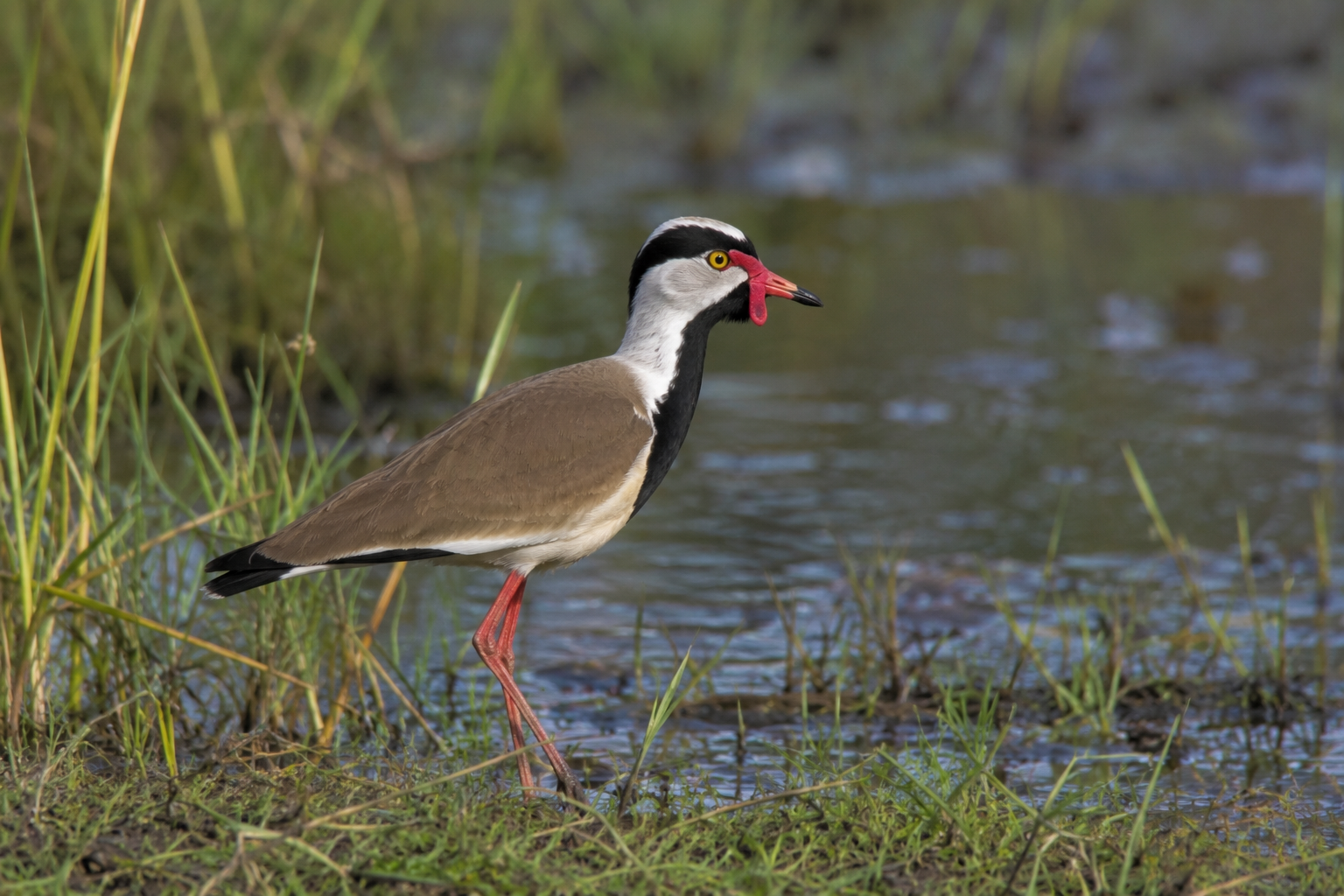15-Day Uganda Shoebill and Albertine Rift Birding Safari