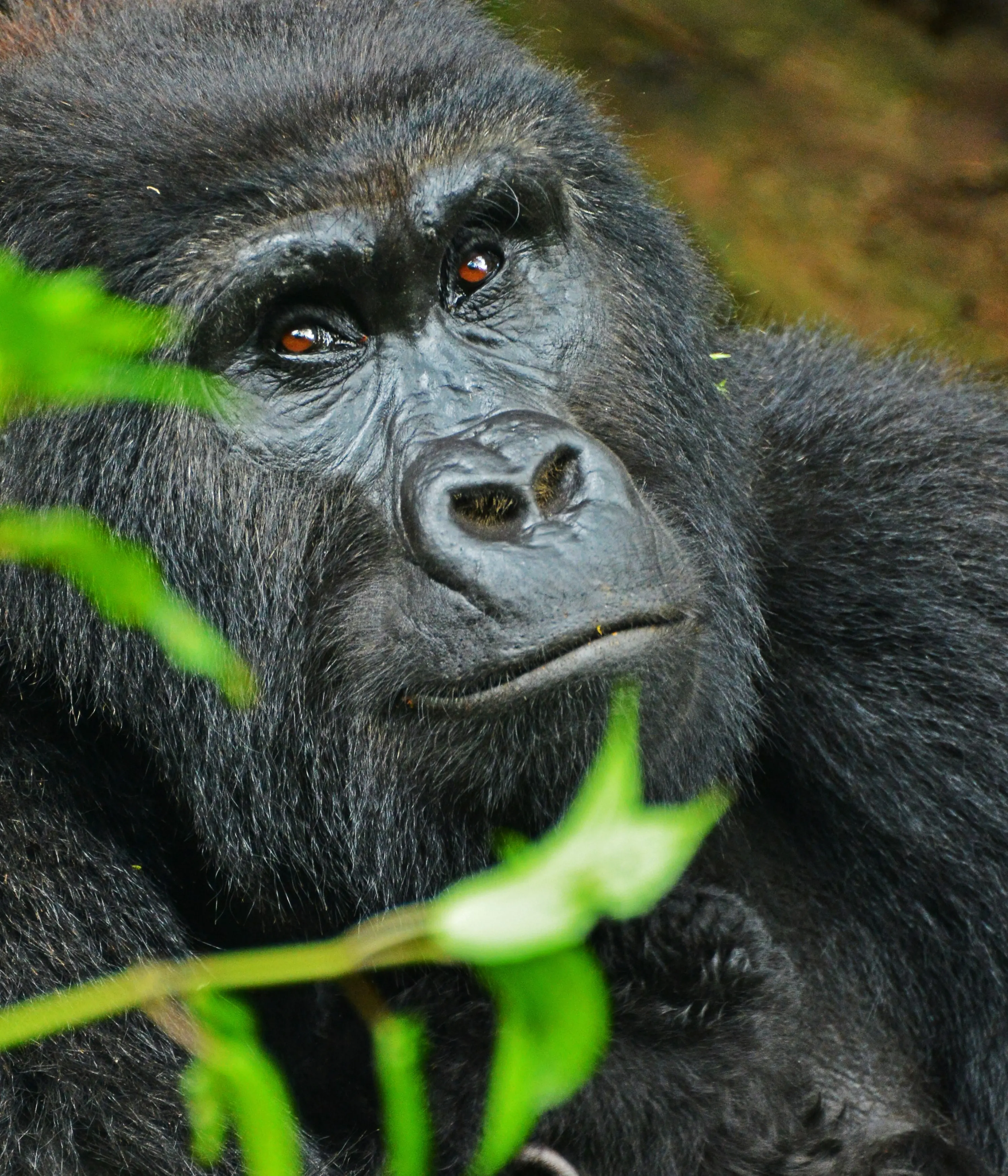 7-Day Uganda Primates & Wildlife Safari Uganda safari