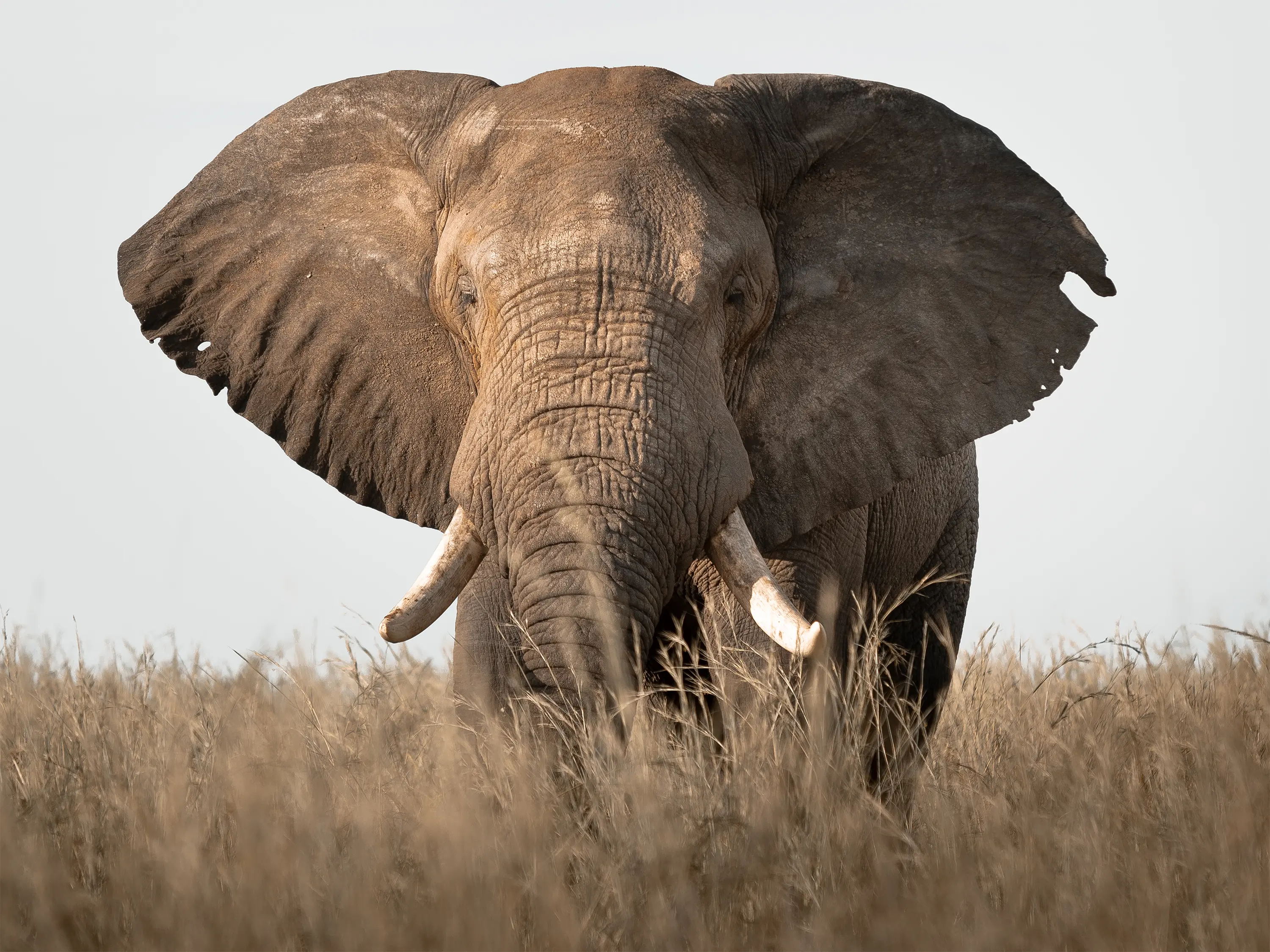 7-Day Uganda Primates & Wildlife Safari