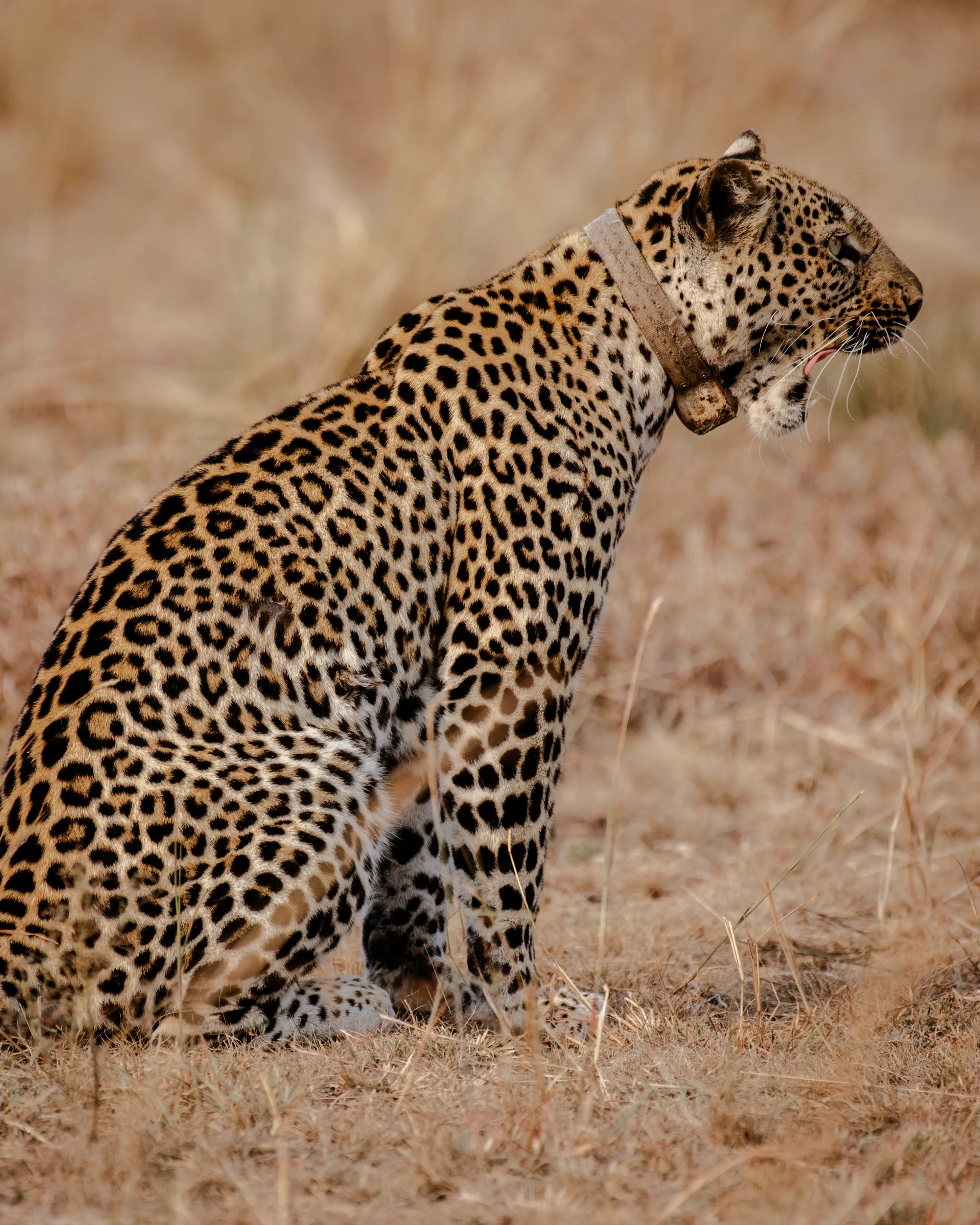 7-Day Uganda Primates & Wildlife Safari